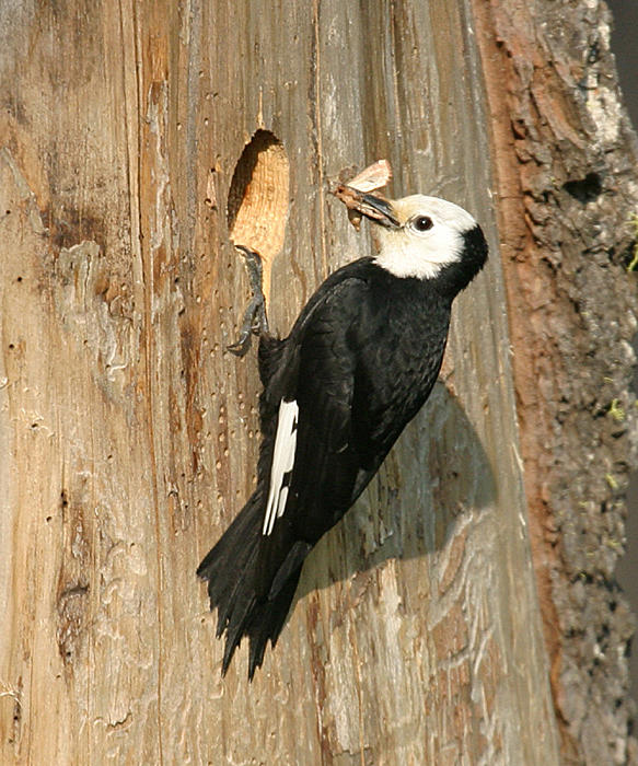 White-headed Woodpecker - Picoides albolarvatus (female)