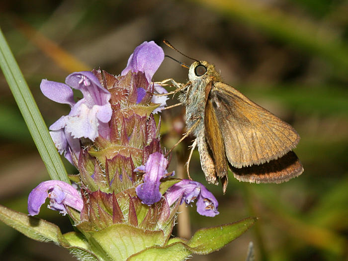 Dun Skipper - Euphyes vestris