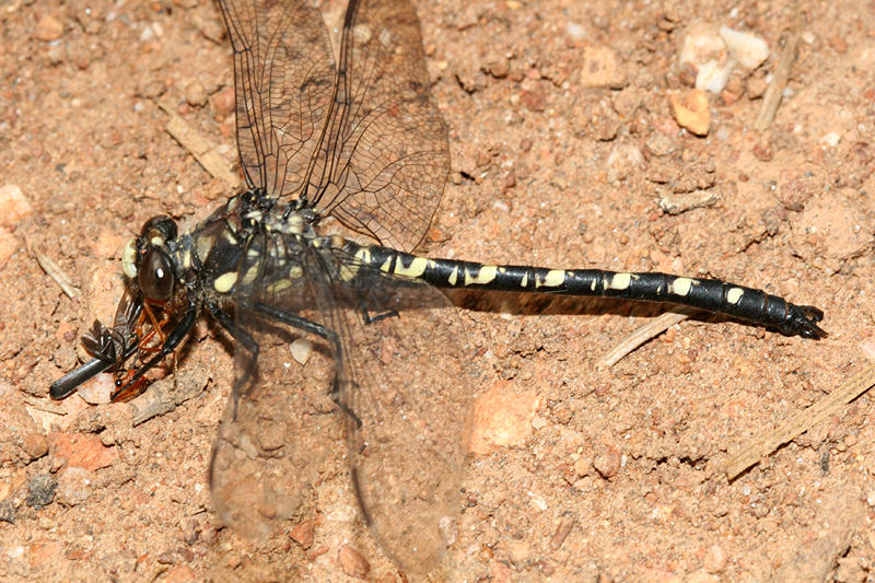 Black Petaltail - Tanypteryx hageni