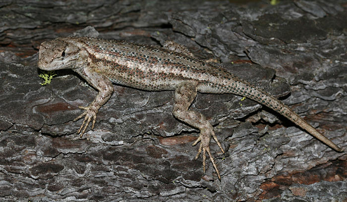 Sagebrush Lizard - Sceloporus graciosus