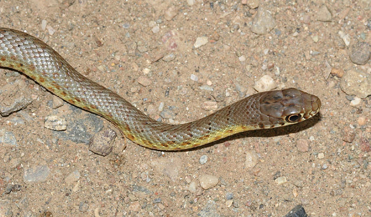 Western Yellow-bellied Racer - Coluber constrictor mormon