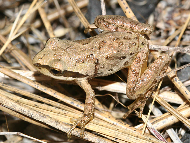 Sierran Tree Frog - Pseudacris sierra