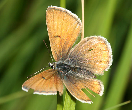 Greenish Blue - Plebejus saepiolus