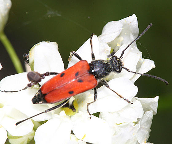 Dimorphic Flower Longhorn - Anastrangalia laetifica