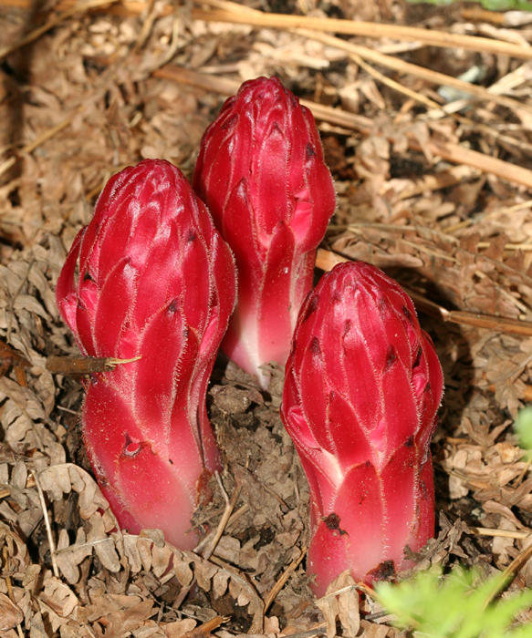 Snow Plant - Sarcodes sanguinea