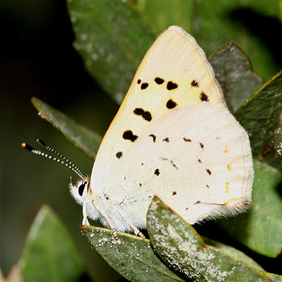 Ruddy Copper - Lycaena rubida