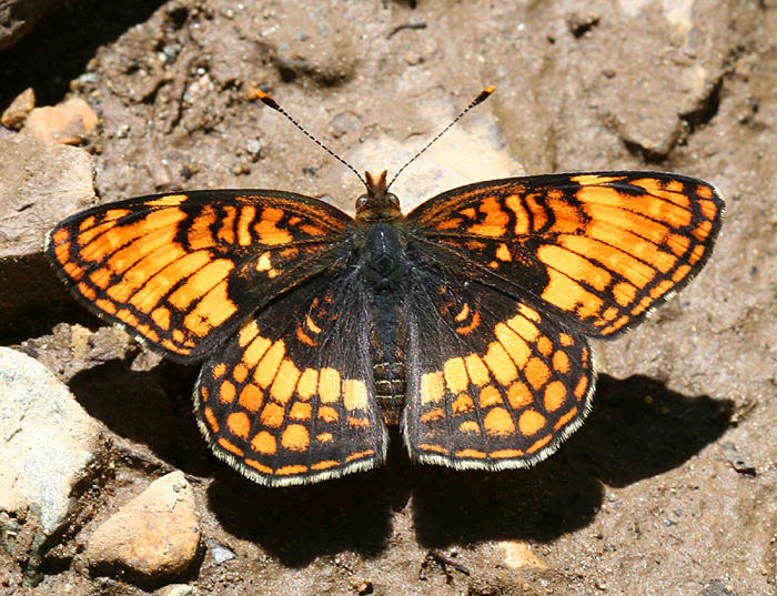 Hoffmans Checkerspot - Chlosyne hoffmani