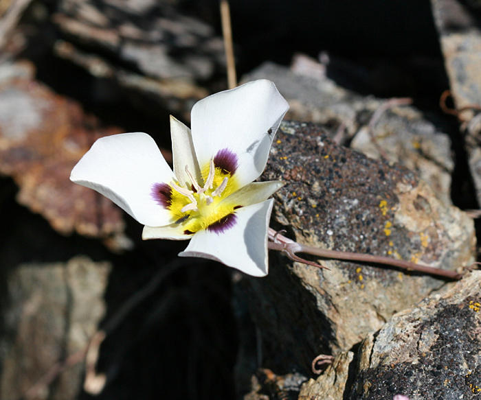 Leichtlins Mariposa Lily - Calochortus leichtlinii