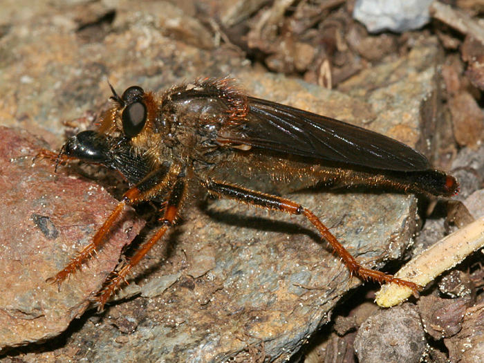 Stenopogon rufibarbis