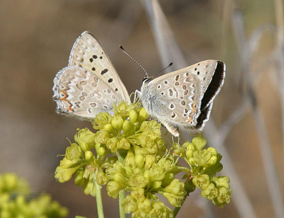 Ediths Coppers - Lycaena editha