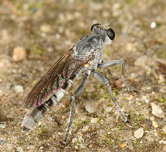 Stichopogon trifasciatus