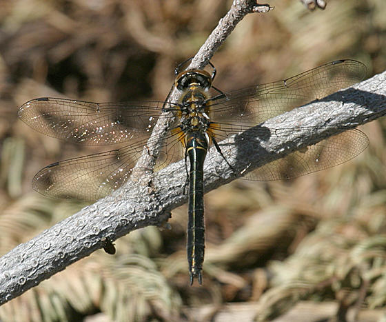 American Emerald - Cordulia shurtleffii