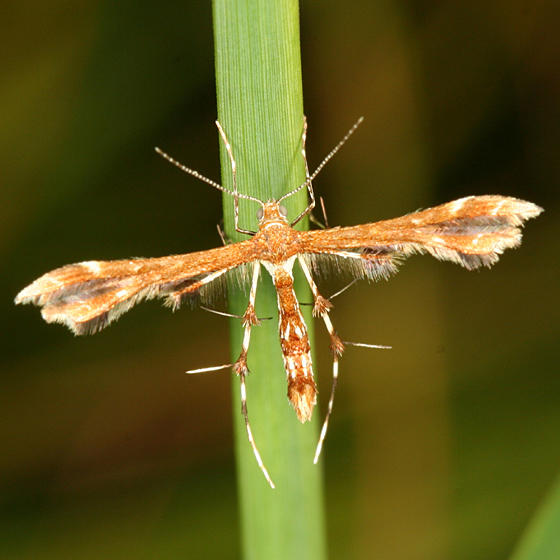 6092 - Himmelmans Plume Moth- Geina tenuidactyla
