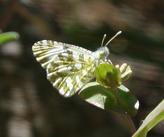 Large Marble - Euchloe ausonides