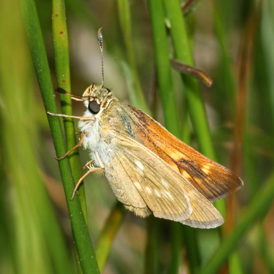 female Sonoran Skipper - Polites sonora