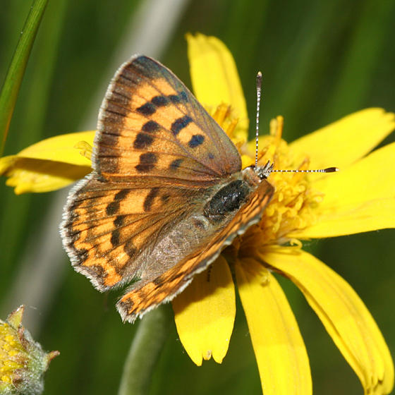 female Purplish Copper - Lycaena helloides