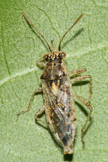 Brachycarenus tigrinus