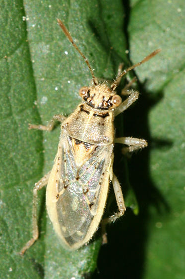 Brachycarenus tigrinus
