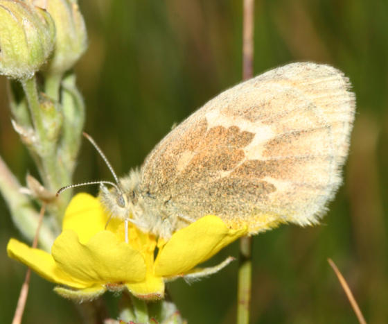 Common Ringlet - Coenonympha tullia