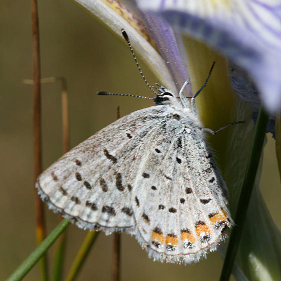 Lupine Blue - Plebejus lupini?