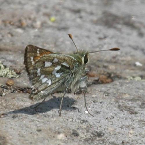 Juba Skipper - Hesperia juba