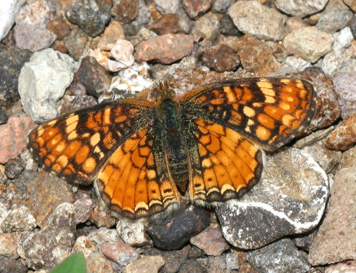 Field Crescent - Phyciodes campestris