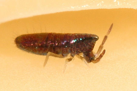 Lepidocyrtus paradoxus