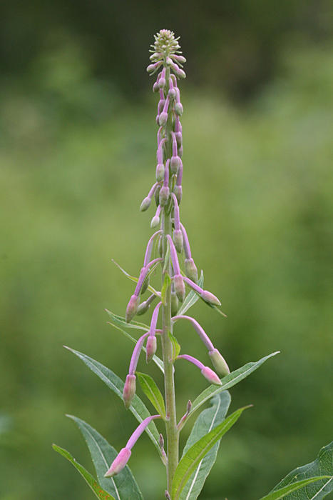 Willowherb (Fireweed) - Chamerion angustifolium
