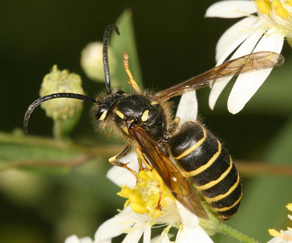 Dolichovespula norvegicoides (Northern Aerial Yellowjacket)