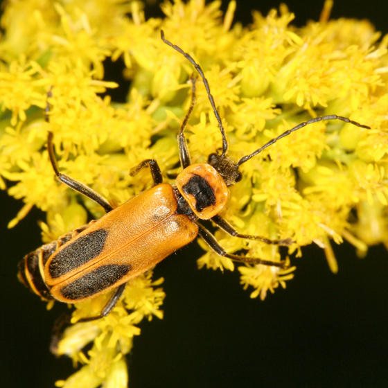 Goldenrod Soldier Beetle - Chauliognathus pennsylvanicus