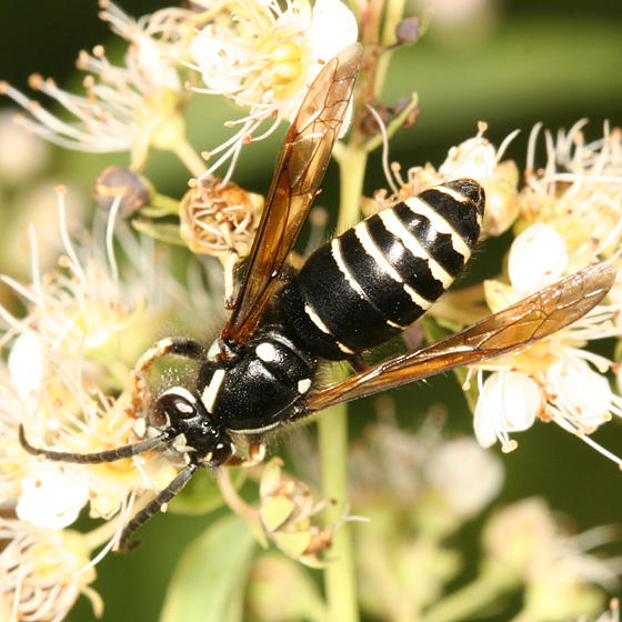 Parasitic Aerial Yellowjacket - Dolichovespula arctica