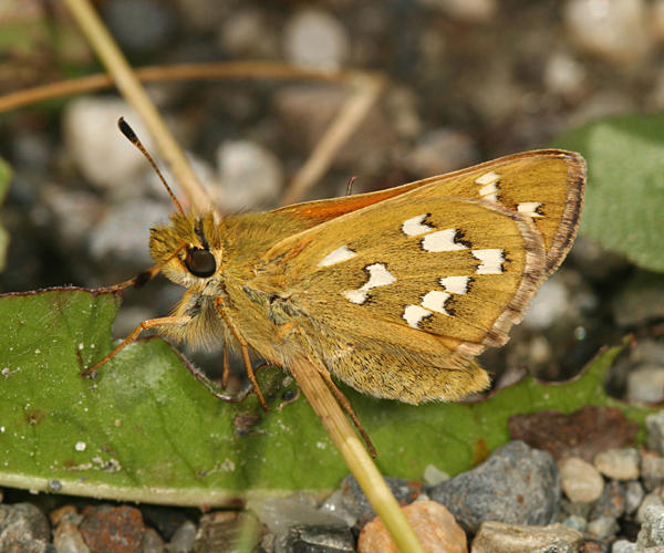 Common Branded Skipper - Hesperia comma