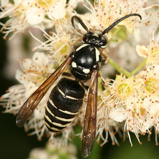 Parasitic Aerial Yellowjacket - Dolichovespula arctica