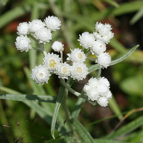 Pearly Everlasting - Anaphalis margaritacea