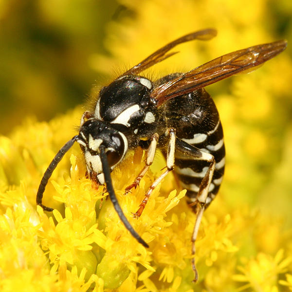 Parasitic Aerial Yellowjacket - Dolichovespula arctica