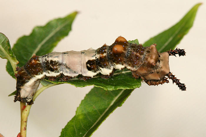 White Admiral - Limenitis arthemis arthemis