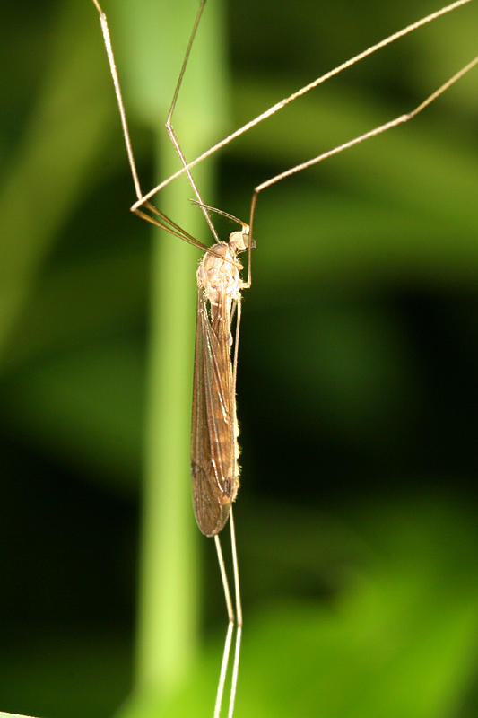 Dolichopeza carolus