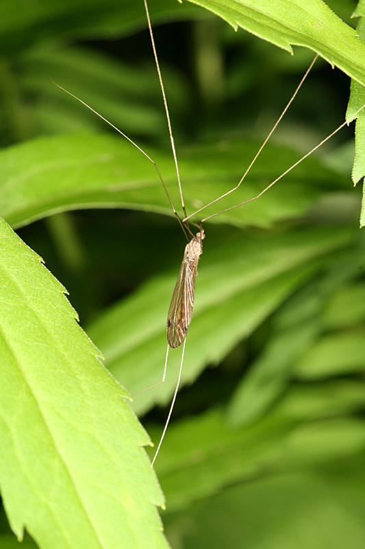 Dolichopeza carolus