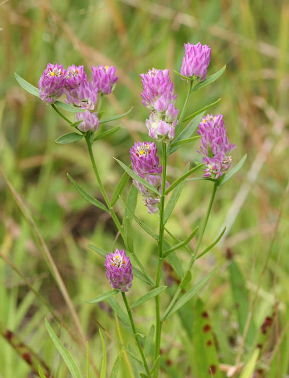 Field milkwort (purple milkwort) - Polygala sanguinea