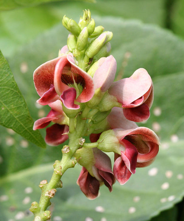 Groundnut - Apios americana