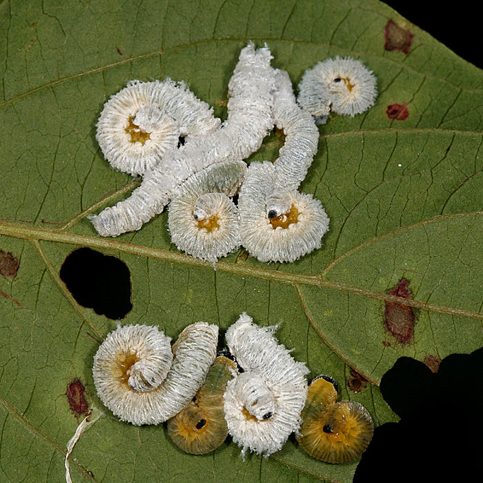 Macremphytus testaceus