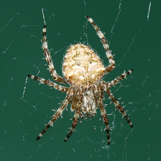  Barn Spider - Araneus cavaticus