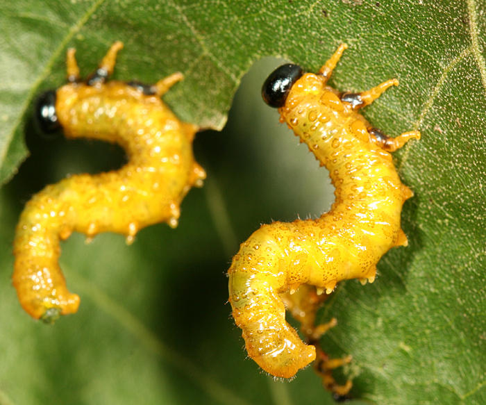 Willow Oak Sawfly - Arge quidia