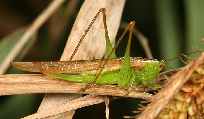 Slender Meadow Katydid - Conocephalus fasciatus (female)