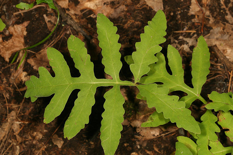 Sensitive Fern - Onoclea sensibilis