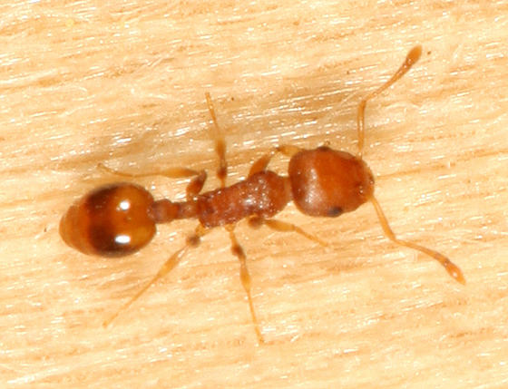Temnothorax curvispinosus