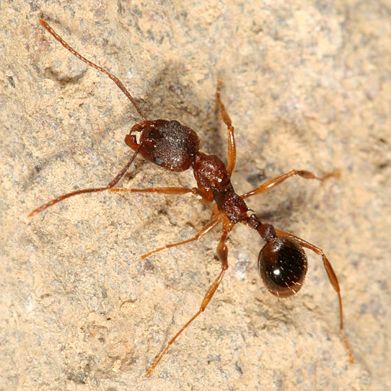 Winnow Ant - Aphaenogaster rudis