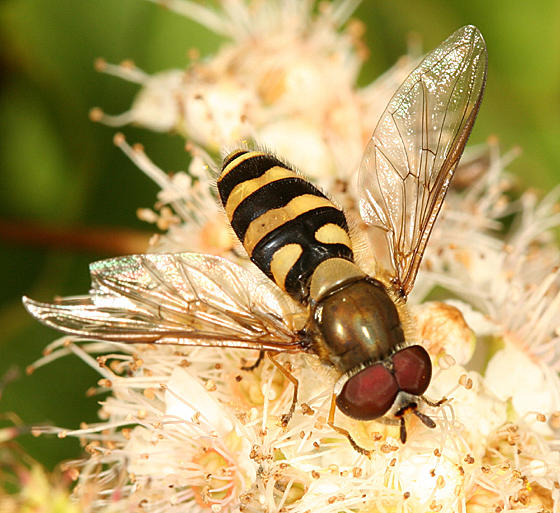 Syrphus sp.