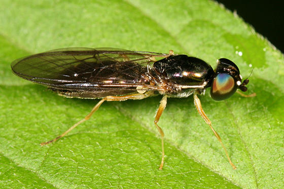 Sargus decorus