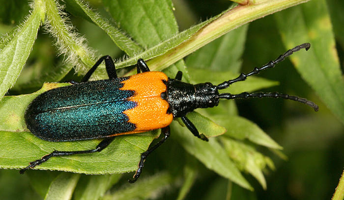 Elderberry Borer - Desmocerus palliatus